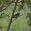 Ruby-throated Hummingbird