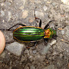 green beetle