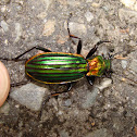 green beetle