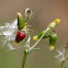 Seven-spot ladybird