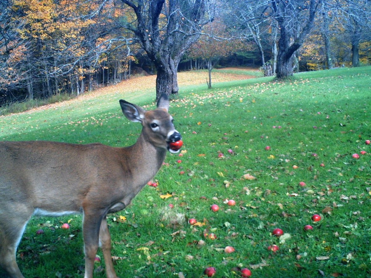 White-tailed deer