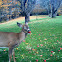 White-tailed deer