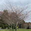 Bradford pear