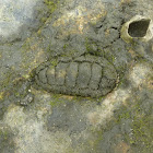 Mossy Chiton