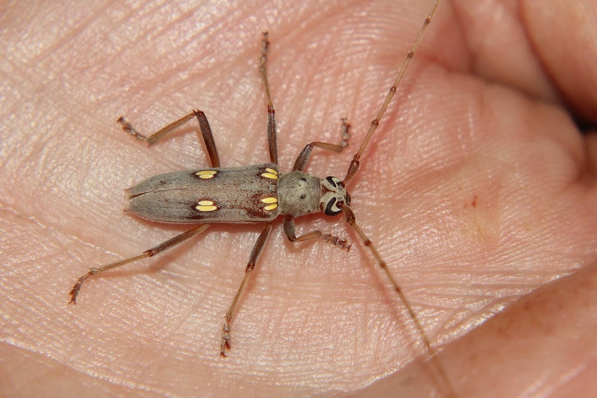 Ivory marked longhorn borer