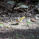 Pula-pula-ribeirinho (Neotropical River Warbler)