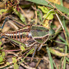 Plains Lubber Grasshopper (female)