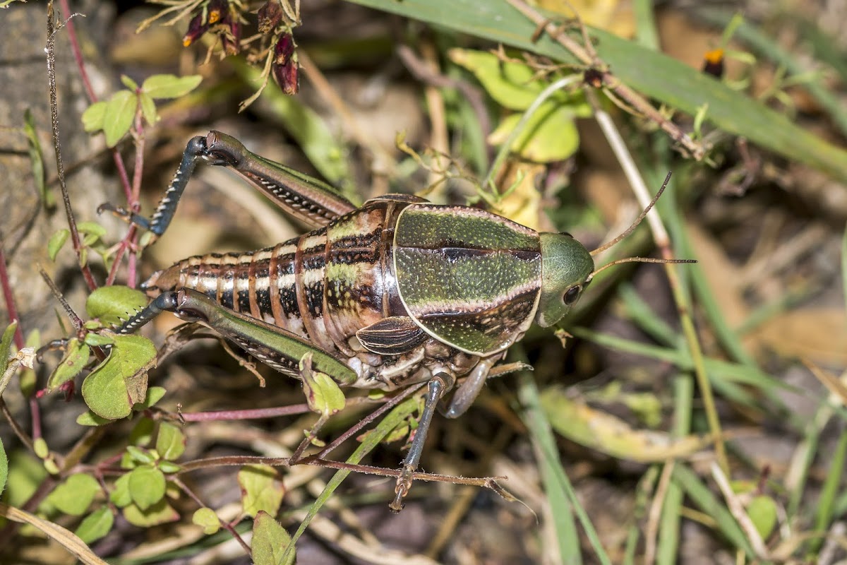 Plains Lubber Grasshopper (female)