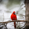 Northern Cardinal