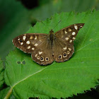 Speckled Wood