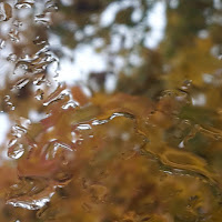 November rain #pluie#rain#rainyday#giornodipioggia#autunno#autumn#automne#novembre#raindrops#goccedipioggia di 