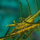 Crinoid Commensal Shrimp