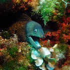 Mediterranean moray