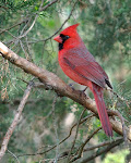 Thirsty Nomad Brewing The Cardinal