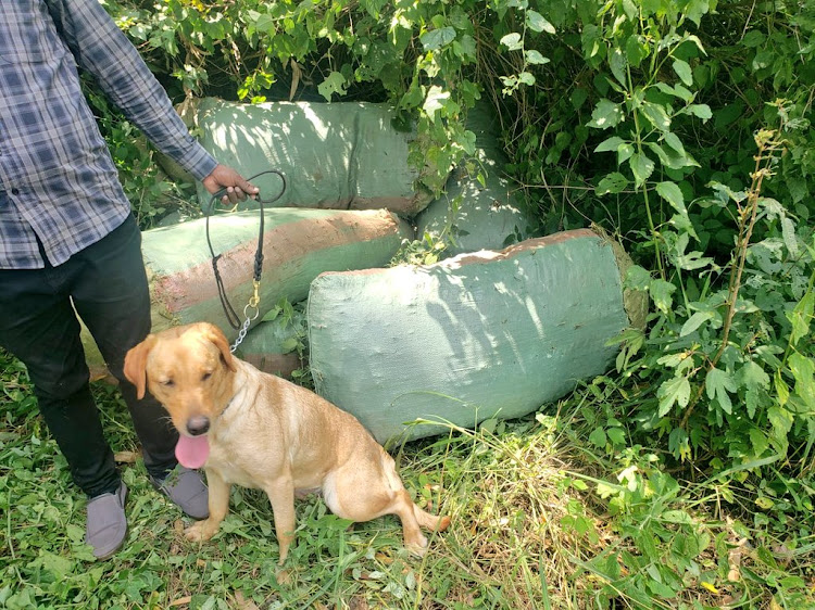 Part of the sacks containing the 531Kgs of bhang worth Sh15 million recovered in a homestead in Migori county on February 20, 2024