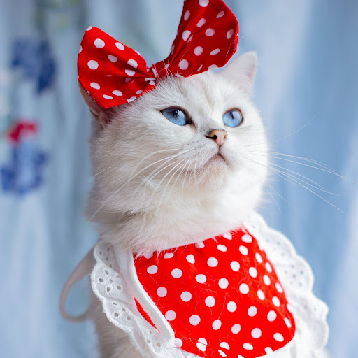 Title 2, Cat Lace Suit Saliva Towel Princess Style Scarf...