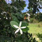 Common Carissa or Natal Plum