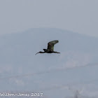 Glossy Ibis; Moríto