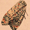 Heliotrope Moth