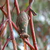 Urn gall - female