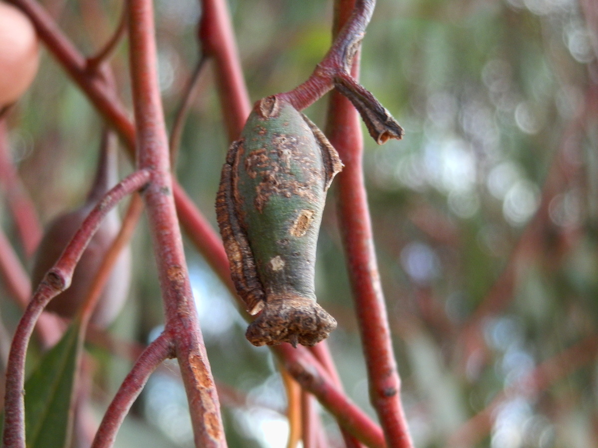 Urn gall - female