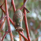 Urn gall - female