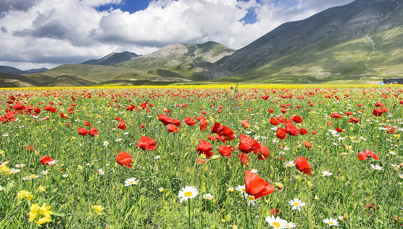 Papaveri in fiore di vagero