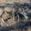 Mule Deer