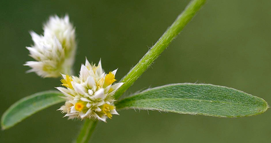 Альтернантера Бетзикиана (Alternanthera ficoidea)