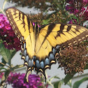 Eastern Tiger Swallowtail