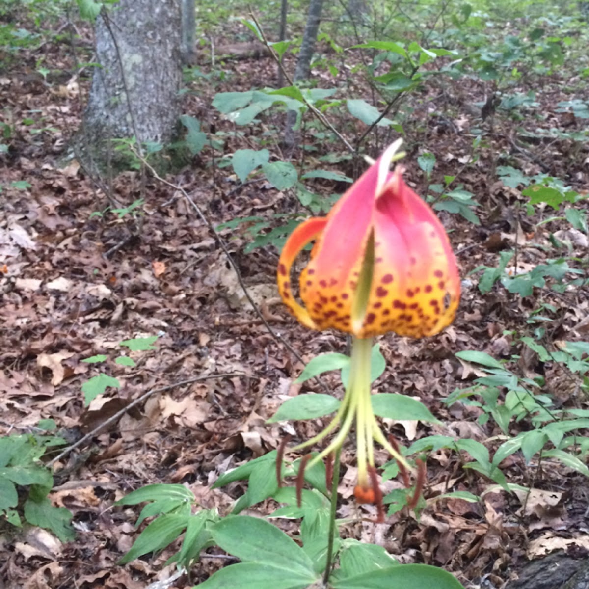 Turk's-cap Lily