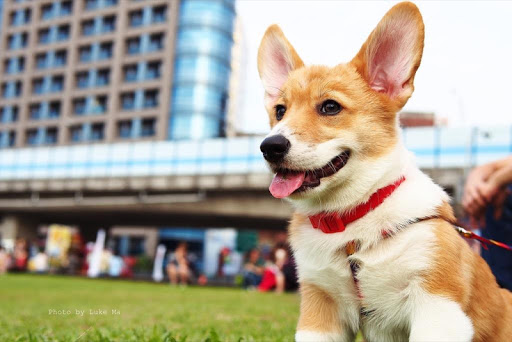 Corgi Puppy Wallpaper Images