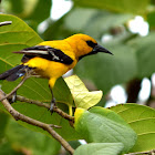 Yellow Oriole