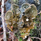 Dog lichen