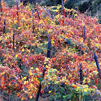  I caldi colori dell'autunno. di 