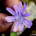 Violet Dandelion