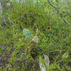 Prickly Pear Cactus