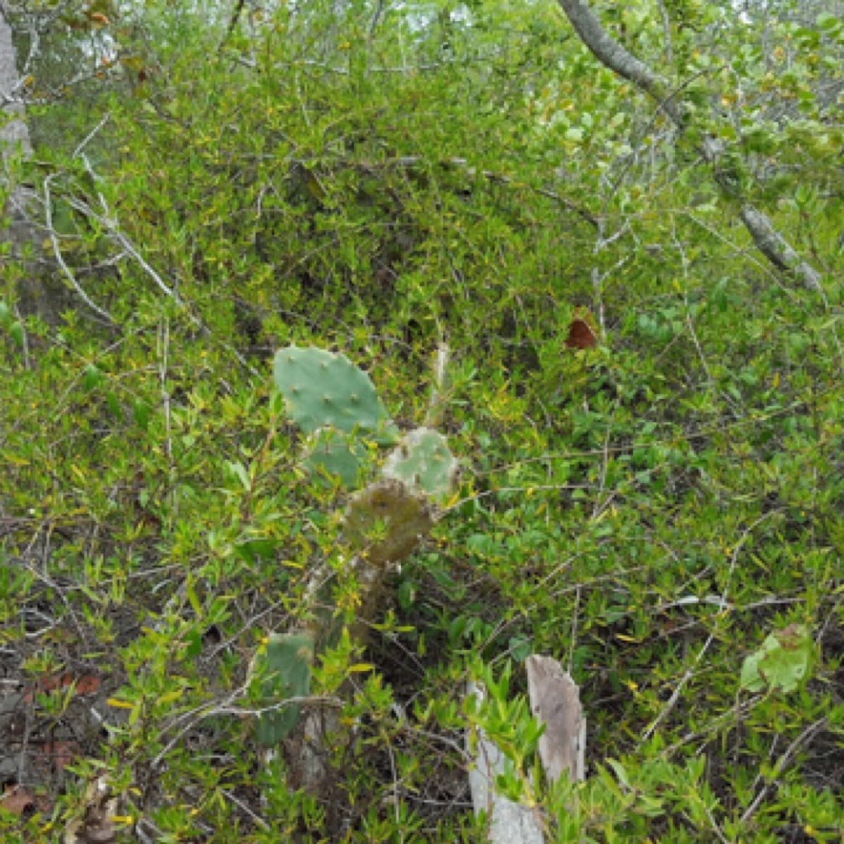 Prickly Pear Cactus