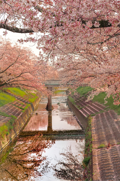 M2 クーペのdiscover＿ct・BMW・桜・パピヨン・犬に関するカスタム事例の投稿画像7枚目