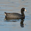 American Coot