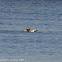 Red-crested Pochard; Pato Colorado