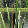 Common Bulrush