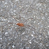 Ventricose Harvestman