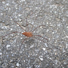 Ventricose Harvestman