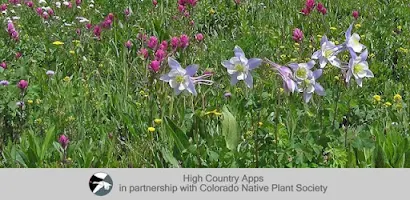 Colorado Rocky Mtn Wildflowers Screenshot