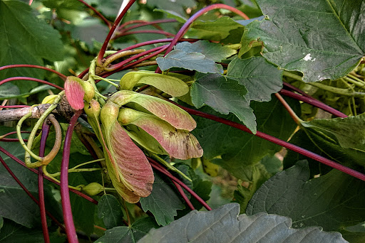 Acer pseudoplatanus