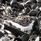 Turnstone