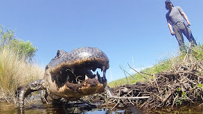 Gator Country thumbnail