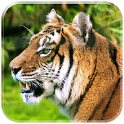 Tiger HD Wallpapers  Icon