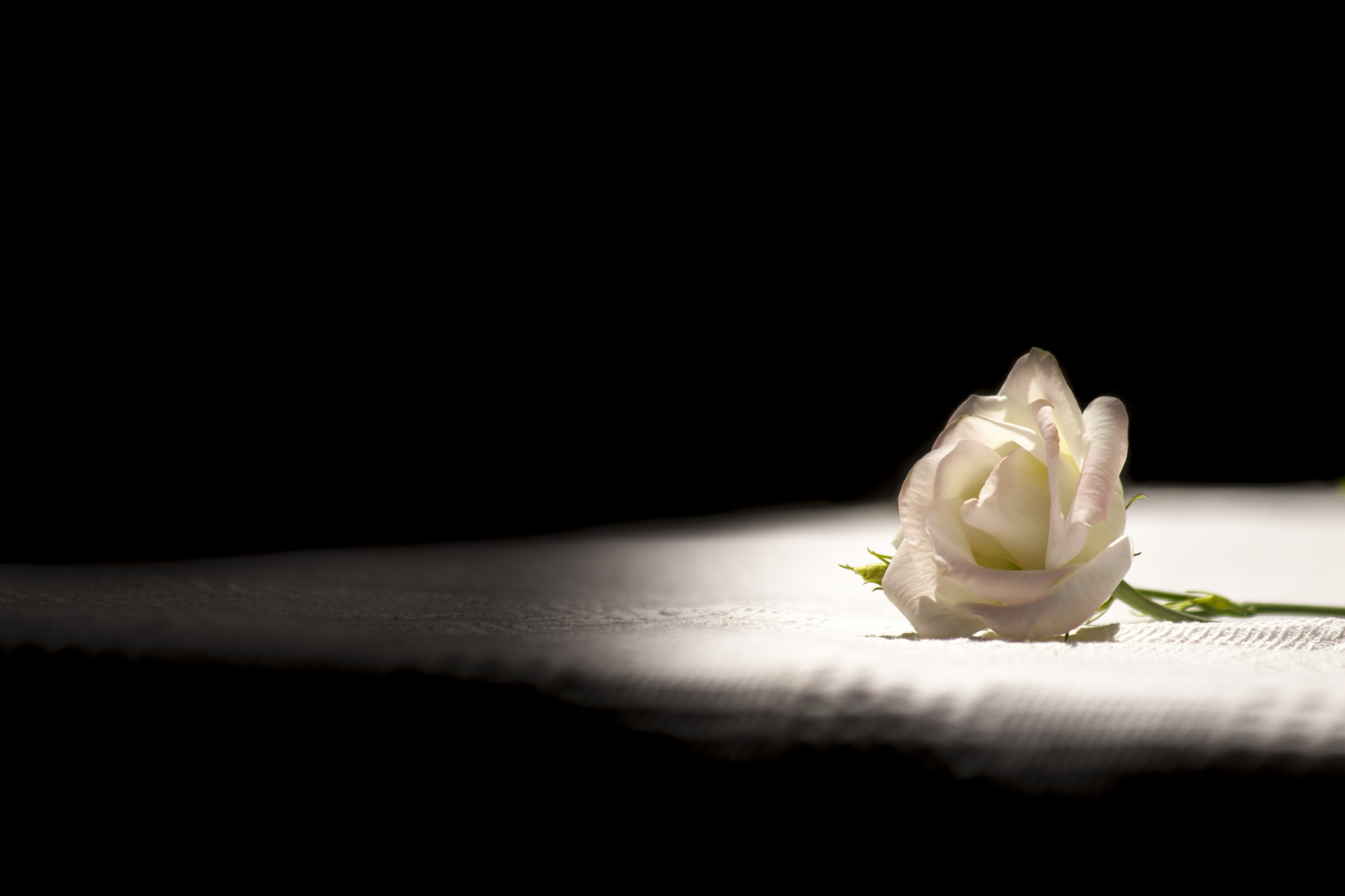La rosa bianca di Andrea Calò